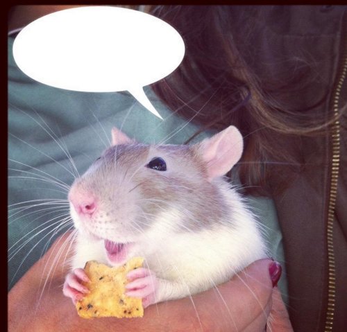 cheesy mouse